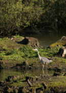 06-4766 Grey Heron (Ardea cinerea) Low Barnes Nature Reserve, County Durham